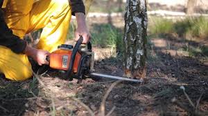 Best Tree Removal Services  in Houghton, NY